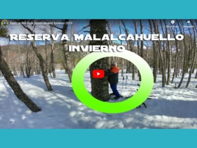 Reserva nacional Malalcahuello invierno 2019